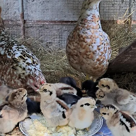 Koka Namins 